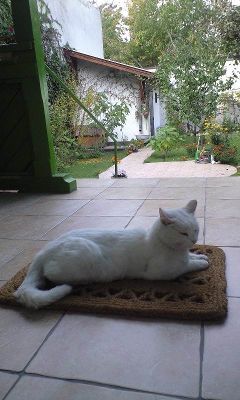 A macska gyakran időzik a földsugárzás ingersávjában 