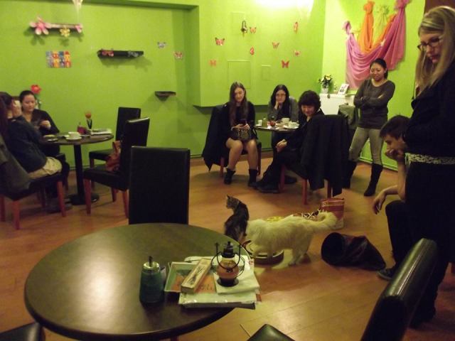 Budapesti Cat Café