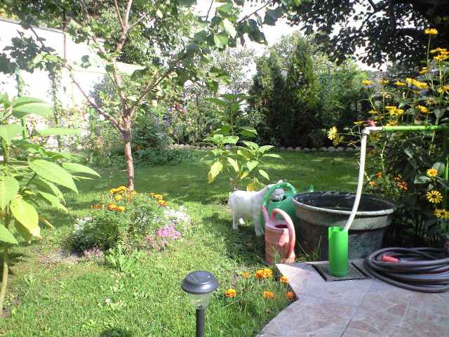 A kerti locsoló kanna vize finomabb