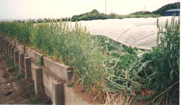 Dinnye ültetvény szélén védő gabonasávval