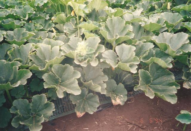 Sütőtökültetvény